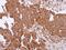 Putative endoplasmin-like protein antibody, PA5-30358, Invitrogen Antibodies, Immunohistochemistry paraffin image 