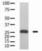 Glutathione-S-Transferase Tag antibody, abx034626, Abbexa, Western Blot image 