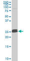 Platelet Activating Factor Acetylhydrolase 1b Catalytic Subunit 3 antibody, LS-C139370, Lifespan Biosciences, Western Blot image 