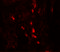 Arylsulfatase B antibody, 7465, ProSci, Immunofluorescence image 