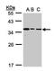 Bisphosphoglycerate mutase antibody, PA5-21821, Invitrogen Antibodies, Western Blot image 