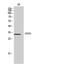 Leukocyte Associated Immunoglobulin Like Receptor 1 antibody, A03470, Boster Biological Technology, Western Blot image 