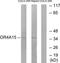 Olfactory Receptor Family 4 Subfamily A Member 15 antibody, TA315848, Origene, Western Blot image 