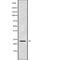 Ubiquitin Conjugating Enzyme E2 E3 antibody, abx219207, Abbexa, Western Blot image 