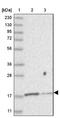 Growth Factor Receptor Bound Protein 14 antibody, NBP2-38230, Novus Biologicals, Western Blot image 