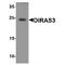 DIRAS Family GTPase 3 antibody, TA349156, Origene, Western Blot image 