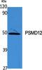 Proteasome 26S Subunit, Non-ATPase 12 antibody, A11756, Boster Biological Technology, Western Blot image 