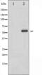 ETS Transcription Factor ELK1 antibody, abx012168, Abbexa, Western Blot image 