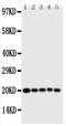 Caspase 4 antibody, PA1490, Boster Biological Technology, Western Blot image 