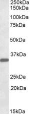 Fibrinogen Like 1 antibody, PA5-19204, Invitrogen Antibodies, Western Blot image 