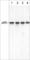 p65 antibody, NM4691, ECM Biosciences, Western Blot image 