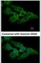 Makorin Ring Finger Protein 2 antibody, PA5-30481, Invitrogen Antibodies, Immunofluorescence image 