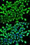 RAR Related Orphan Receptor A antibody, orb330425, Biorbyt, Immunocytochemistry image 