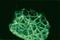 Cadherin 1 antibody, 13-1700, Invitrogen Antibodies, Immunofluorescence image 