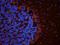 Spectrin Repeat Containing Nuclear Envelope Protein 1 antibody, orb385439, Biorbyt, Immunocytochemistry image 