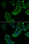 Thioredoxin 2 antibody, 14-528, ProSci, Immunofluorescence image 