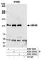 Ubiquitination Factor E4B antibody, A301-123A, Bethyl Labs, Immunoprecipitation image 