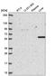 Signal Regulatory Protein Alpha antibody, HPA058511, Atlas Antibodies, Western Blot image 
