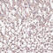 CAMP Responsive Element Binding Protein 1 antibody, 13-900, ProSci, Immunohistochemistry paraffin image 