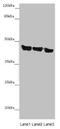 Asporin antibody, CSB-PA002230LA01HU, Cusabio, Western Blot image 