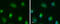 Toll Like Receptor 9 antibody, GTX111547, GeneTex, Immunofluorescence image 