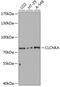 Chloride Voltage-Gated Channel Ka antibody, GTX66428, GeneTex, Western Blot image 