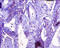 Transthyretin antibody, A55707-100, Epigentek, Immunohistochemistry paraffin image 