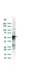 Keratin 8 antibody, PA5-32469, Invitrogen Antibodies, Western Blot image 