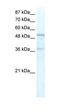 High Mobility Group 20A antibody, orb329607, Biorbyt, Western Blot image 