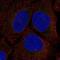 Serine Racemase antibody, NBP2-58903, Novus Biologicals, Immunofluorescence image 