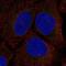 Serine racemase antibody, NBP2-58903, Novus Biologicals, Immunofluorescence image 