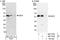 SS-A antibody, NBP1-40338, Novus Biologicals, Western Blot image 