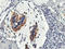 Calpain 9 antibody, LS-C173433, Lifespan Biosciences, Immunohistochemistry frozen image 