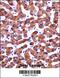 Cytosolic Iron-Sulfur Assembly Component 1 antibody, 57-585, ProSci, Immunohistochemistry paraffin image 