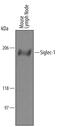 Sialic Acid Binding Ig Like Lectin 1 antibody, AF5610, R&D Systems, Western Blot image 