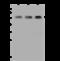 Tubulin Folding Cofactor E antibody, 204306-T44, Sino Biological, Western Blot image 