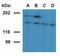 Ubinuclein 1 antibody, MA1-10458, Invitrogen Antibodies, Western Blot image 