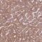 DDB1 And CUL4 Associated Factor 4 Like 2 antibody, NBP2-38107, Novus Biologicals, Immunohistochemistry paraffin image 