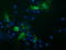 Tripartite Motif Containing 44 antibody, LS-C174365, Lifespan Biosciences, Immunofluorescence image 