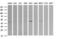 Parvin Alpha antibody, LS-C174632, Lifespan Biosciences, Western Blot image 