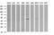 Matrix-remodeling-associated protein 2 antibody, LS-C174632, Lifespan Biosciences, Western Blot image 