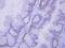 Coenzyme A Synthase antibody, NBP2-15934, Novus Biologicals, Immunohistochemistry frozen image 