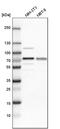 Insulin Like Growth Factor 2 MRNA Binding Protein 3 antibody, PA5-51672, Invitrogen Antibodies, Western Blot image 