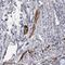 Ankyrin-2 antibody, NBP2-33863, Novus Biologicals, Immunohistochemistry frozen image 