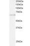 Ariadne RBR E3 Ubiquitin Protein Ligase 1 antibody, orb18430, Biorbyt, Western Blot image 