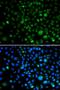 Kruppel Like Factor 15 antibody, LS-C346274, Lifespan Biosciences, Immunofluorescence image 