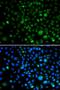 Krueppel-like factor 15 antibody, LS-C346274, Lifespan Biosciences, Immunofluorescence image 