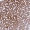 Androgen Induced 1 antibody, HPA060766, Atlas Antibodies, Immunohistochemistry paraffin image 