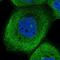 NudC Domain Containing 2 antibody, NBP1-84118, Novus Biologicals, Immunofluorescence image 