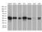 SGT1 Homolog, MIS12 Kinetochore Complex Assembly Cochaperone antibody, LS-C799838, Lifespan Biosciences, Western Blot image 